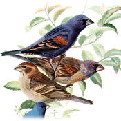 Blue Grosbeak